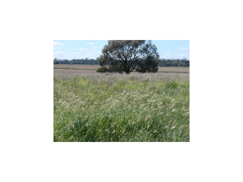 Dulacca QLD 4425