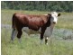 Dulacca QLD 4425