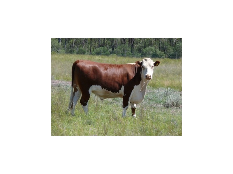 Dulacca QLD 4425