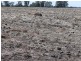 Dulacca QLD 4425