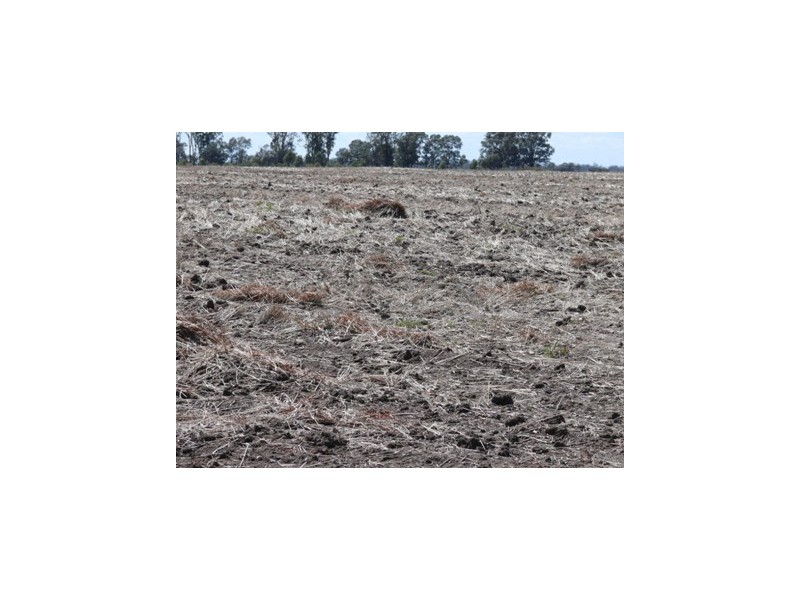 Dulacca QLD 4425