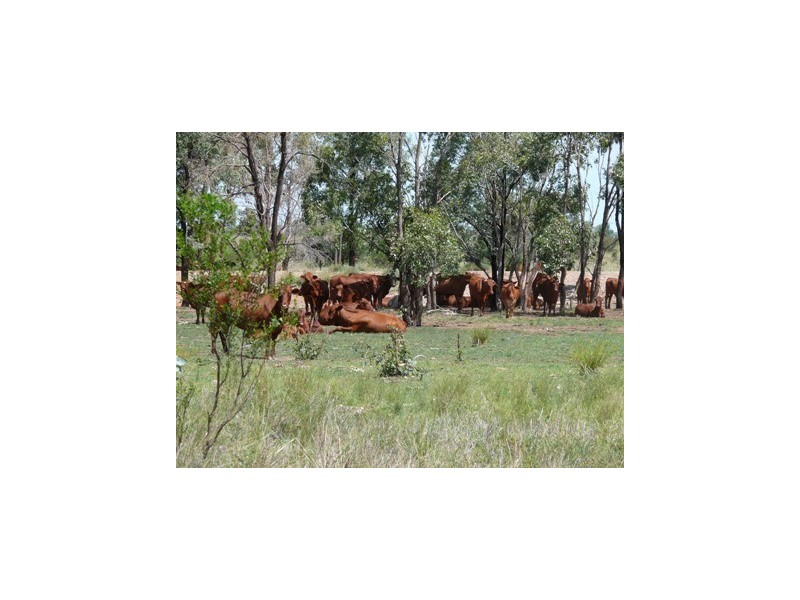 Roma QLD 4455