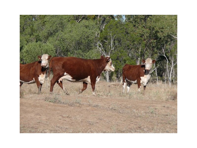 Wallumbilla QLD 4428