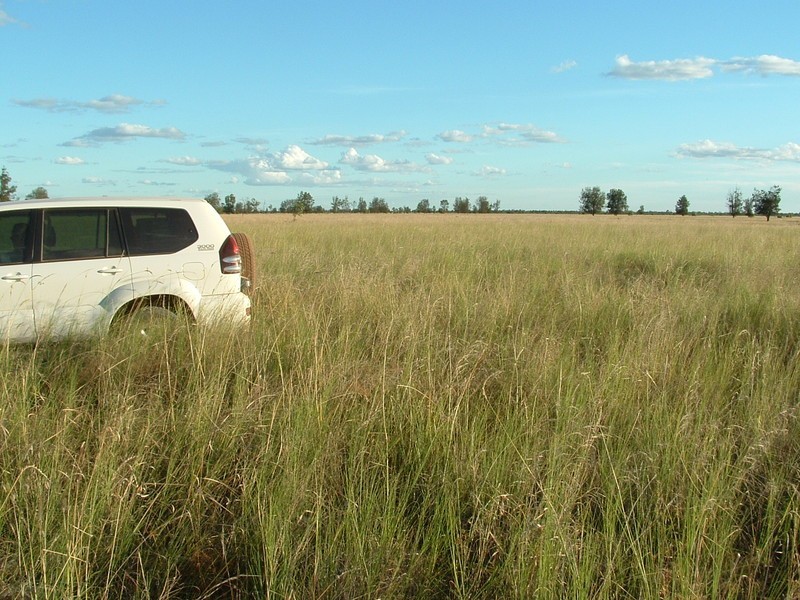 St George QLD 4487