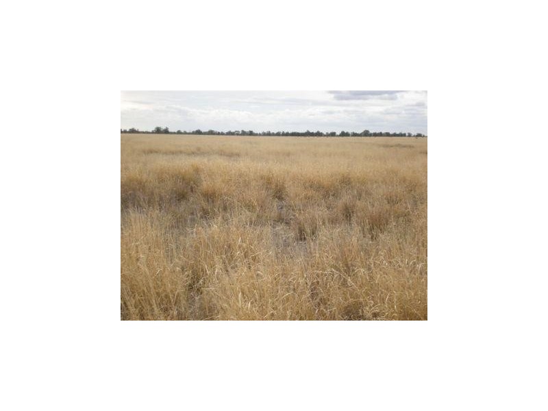 Dirranbandi QLD 4486