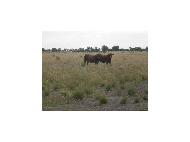 Dirranbandi QLD 4486