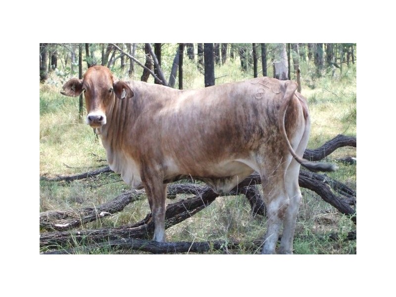 Augathella QLD 4477 the real estate agency Withdrawn