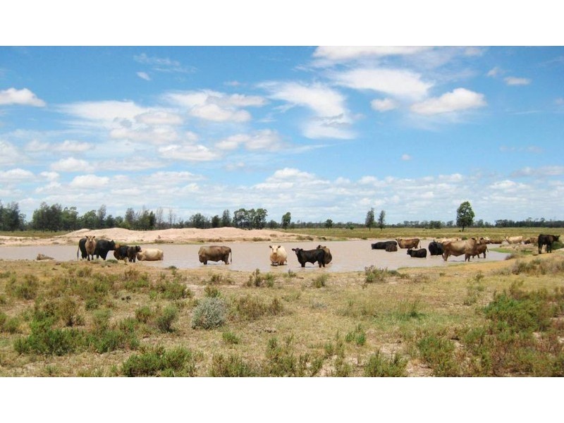 . “Stirling Park”, Yelarbon QLD 4388