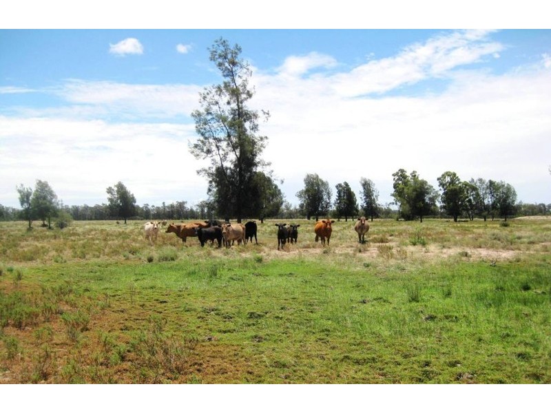 . “Stirling Park”, Yelarbon QLD 4388