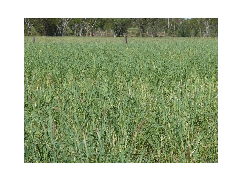 Jackson QLD 4426
