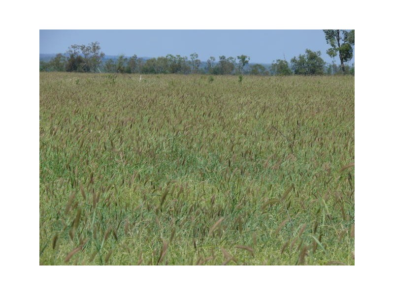 ” Weranga”, Dalby QLD 4405