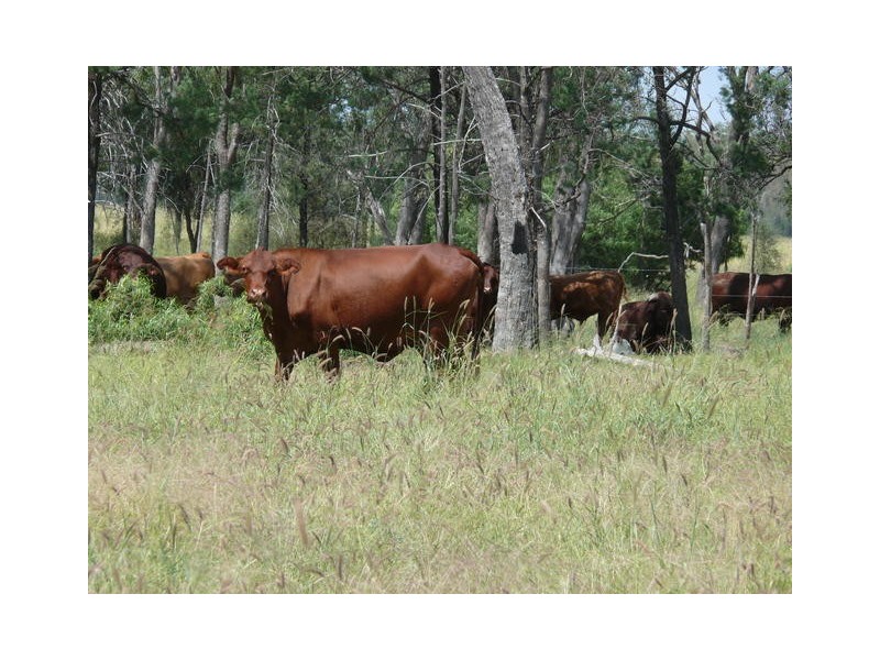 ” Weranga”, Dalby QLD 4405