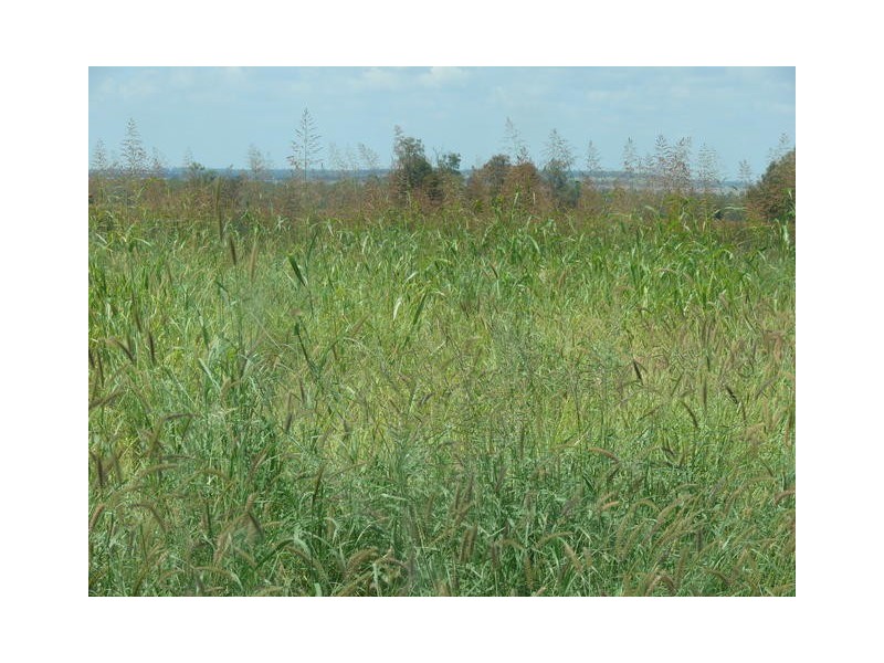 ” Weranga”, Dalby QLD 4405