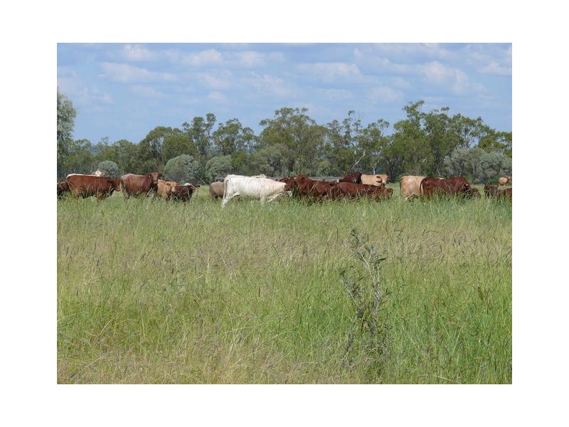 ” Weranga”, Dalby QLD 4405