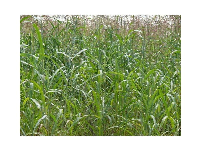 ” Weranga”, Dalby QLD 4405