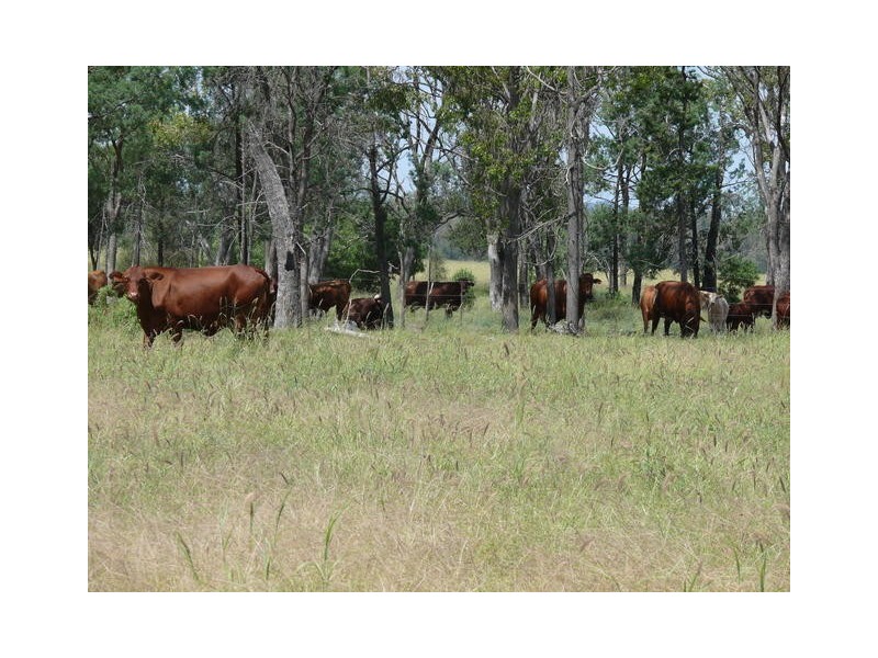 ” Weranga”, Dalby QLD 4405