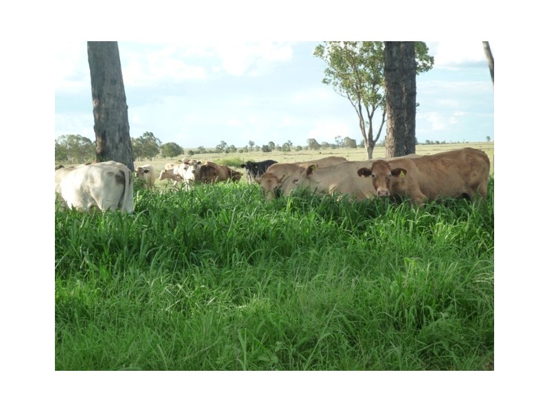 Roma QLD 4455