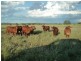 Roma QLD 4455
