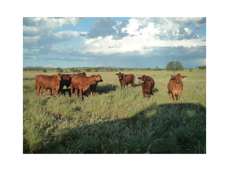 Roma QLD 4455