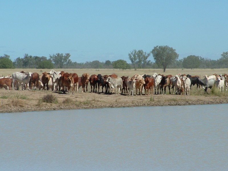 Roma QLD 4455
