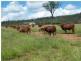 ” Annandale”, Wallumbilla QLD 4428