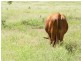 ” Annandale”, Wallumbilla QLD 4428