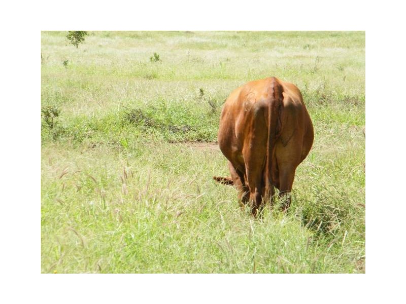 ” Annandale”, Wallumbilla QLD 4428