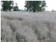 ” Inniscraig”, Roma QLD 4455