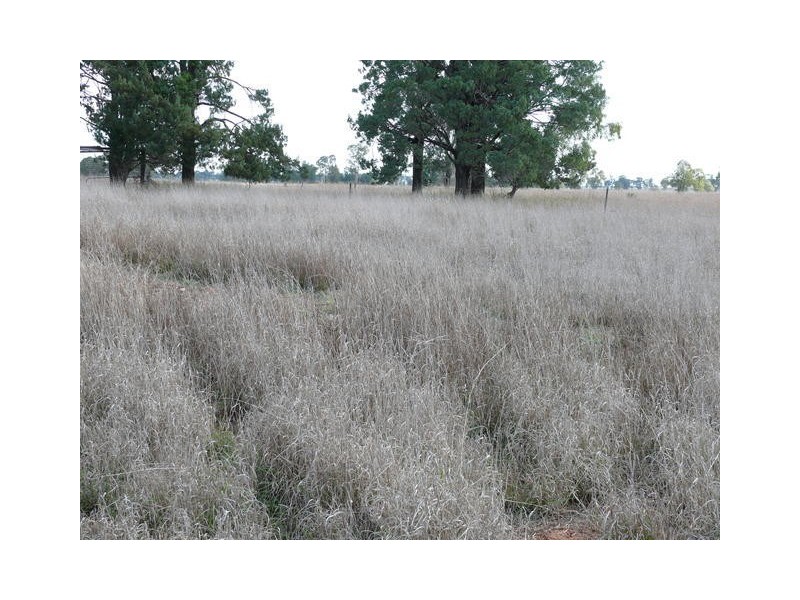 ” Inniscraig”, Roma QLD 4455