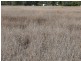” Inniscraig”, Roma QLD 4455
