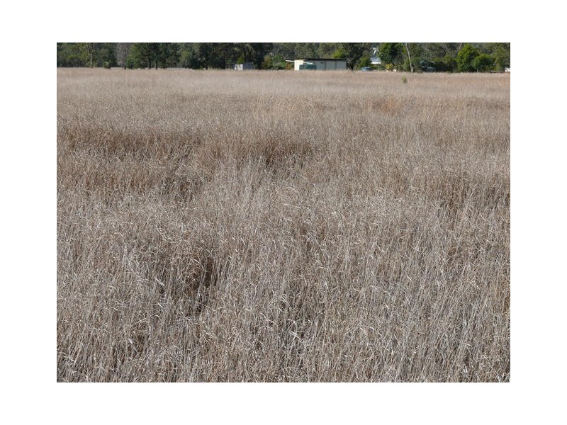 ” Inniscraig”, Roma QLD 4455