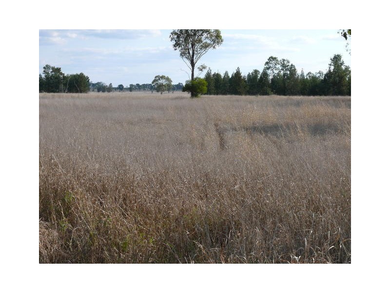 ” Inniscraig”, Roma QLD 4455