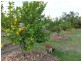 ” Inniscraig”, Roma QLD 4455