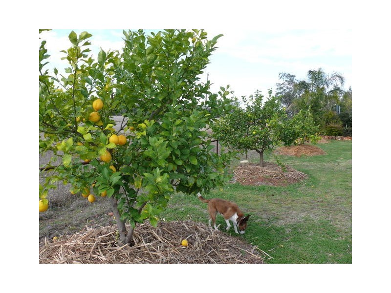 ” Inniscraig”, Roma QLD 4455