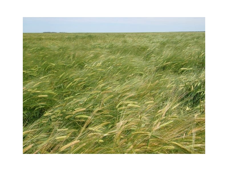 ‘ Tara’, Hebel QLD 4486