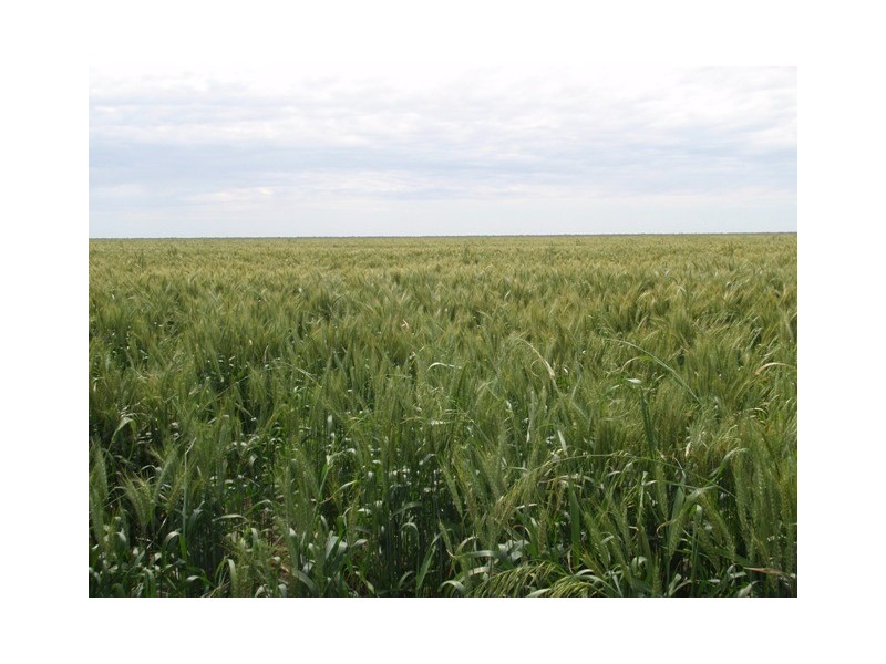 ‘ Tara’, Hebel QLD 4486