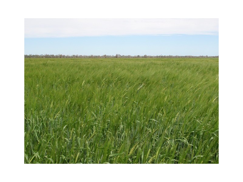 ‘ Tara’, Hebel QLD 4486