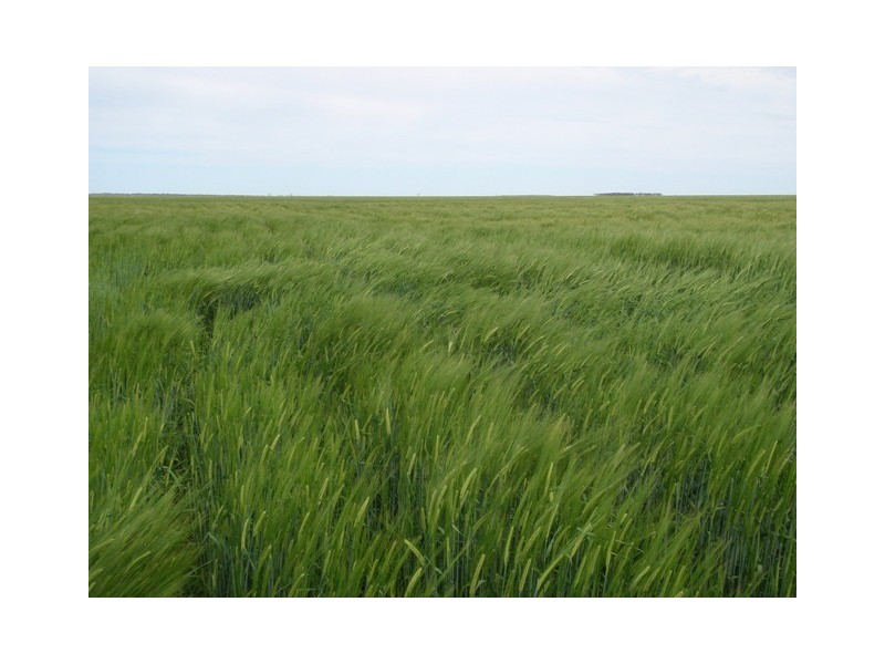 ‘ Tara’, Hebel QLD 4486