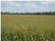Condamine QLD 4416