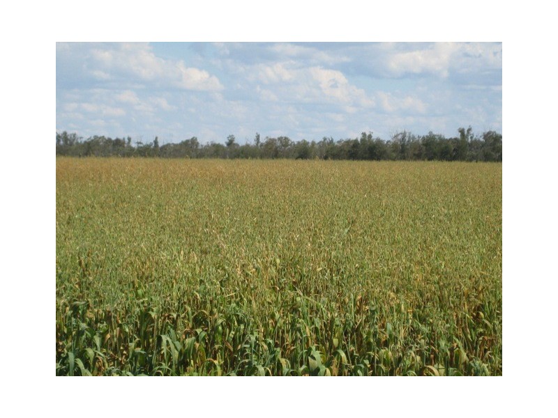Condamine QLD 4416