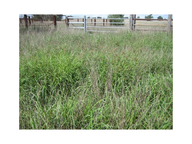 Condamine QLD 4416
