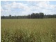 Condamine QLD 4416
