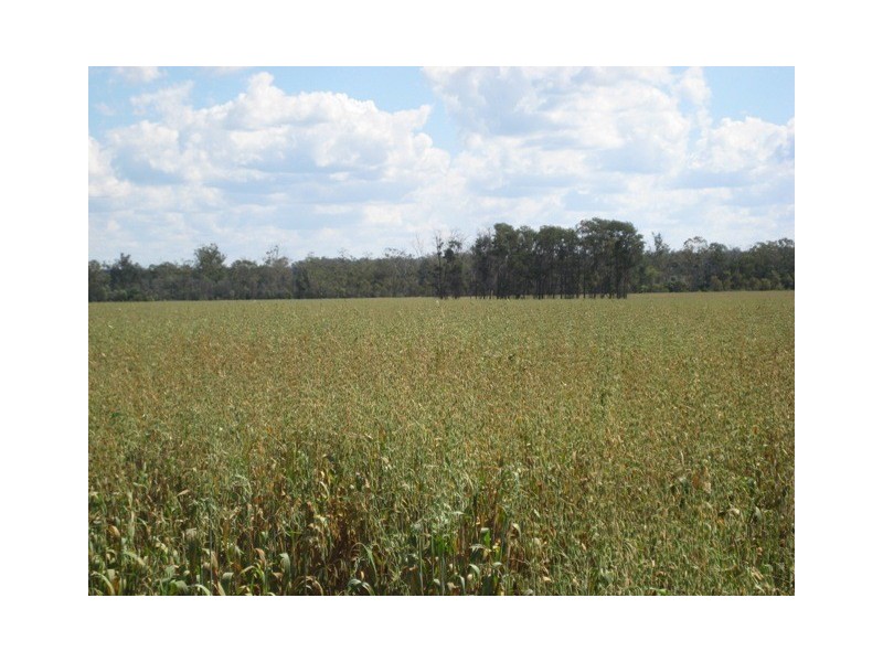 Condamine QLD 4416