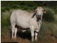 Adavale QLD 4474