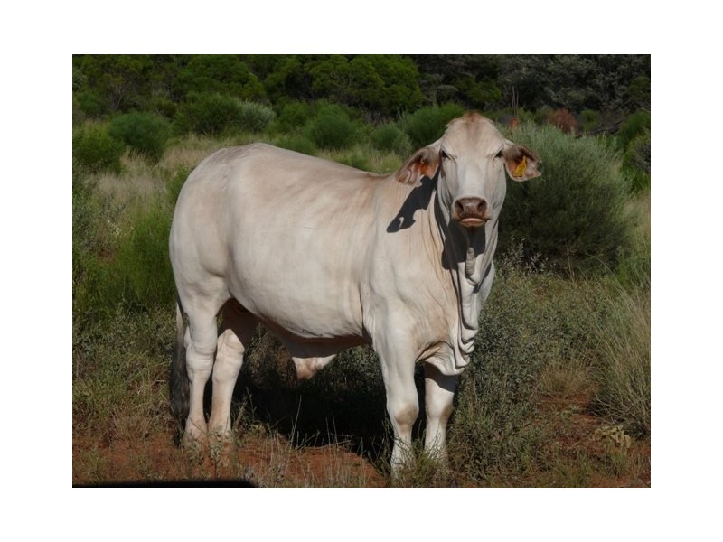 Adavale QLD 4474