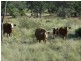 Adavale QLD 4474