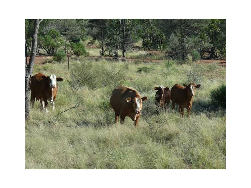 Adavale QLD 4474