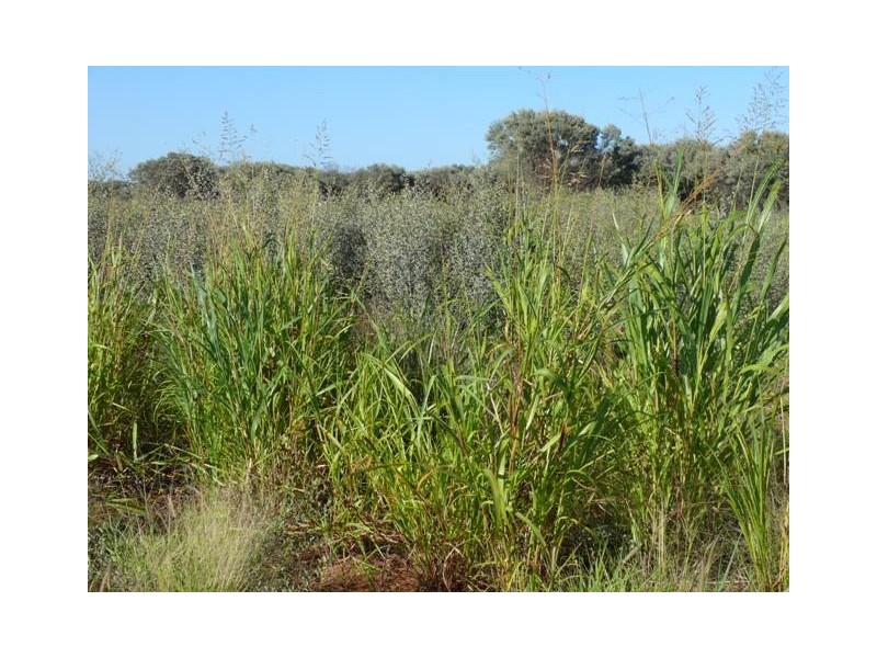 Adavale QLD 4474