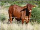 Adavale QLD 4474