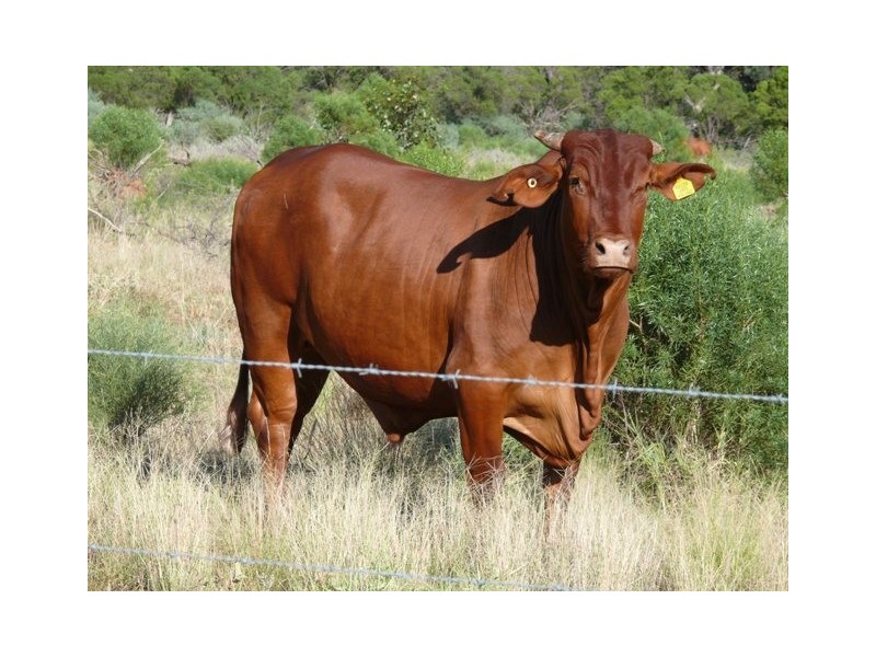 Adavale QLD 4474